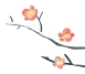 tik tok 直播